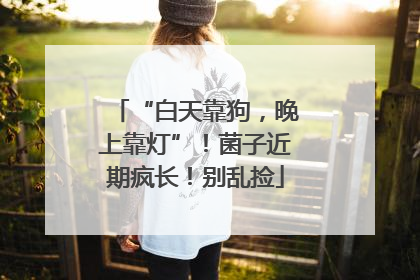 “白天靠狗，晚上靠灯”！菌子近期疯长！别乱捡
