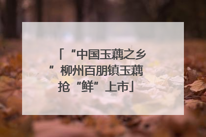 “中国玉藕之乡”柳州百朋镇玉藕抢“鲜”上市