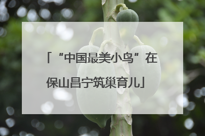 “中国最美小鸟”在保山昌宁筑巢育儿