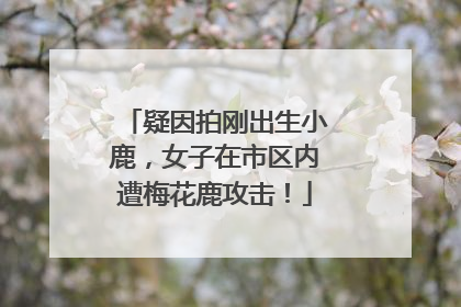疑因拍刚出生小鹿，女子在市区内遭梅花鹿攻击！