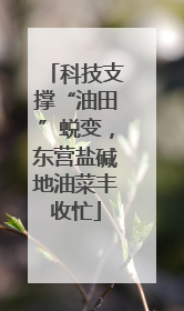 科技支撑“油田”蜕变，东营盐碱地油菜丰收忙