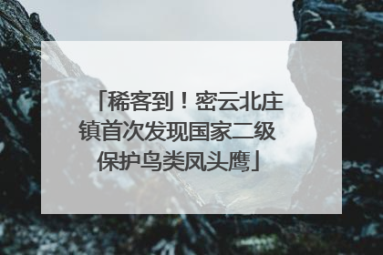 稀客到！密云北庄镇首次发现国家二级保护鸟类凤头鹰