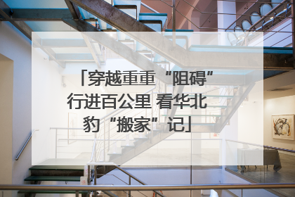 穿越重重“阻碍”行进百公里 看华北豹“搬家”记