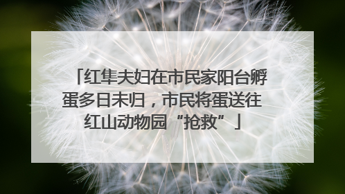 红隼夫妇在市民家阳台孵蛋多日未归，市民将蛋送往红山动物园“抢救”