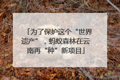 为了保护这个“世界遗产”，蚂蚁森林在云南再“种”新项目