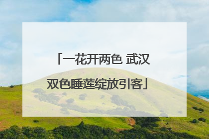 一花开两色 武汉双色睡莲绽放引客