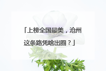 上榜全国最美，沧州这条路凭啥出圈？