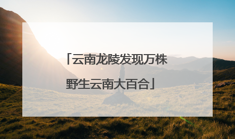 云南龙陵发现万株野生云南大百合