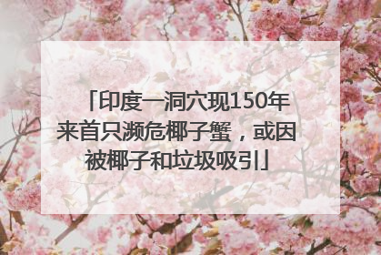 印度一洞穴现150年来首只濒危椰子蟹，或因被椰子和垃圾吸引