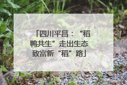 四川平昌：“稻鸭共生”走出生态致富新“稻”路
