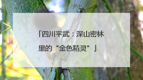 四川平武：深山密林里的“金色精灵”