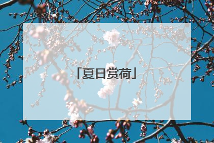 夏日赏荷