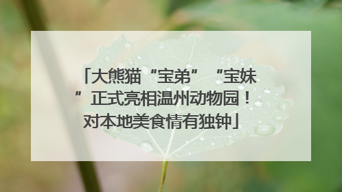 大熊猫“宝弟”“宝妹”正式亮相温州动物园！对本地美食情有独钟