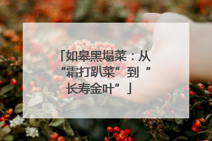 如皋黑塌菜：从“霜打趴菜”到“长寿金叶”