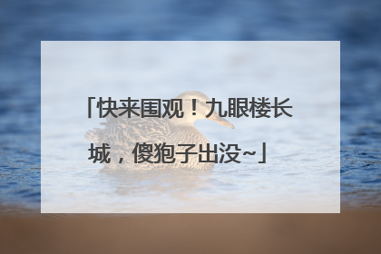 快来围观！九眼楼长城，傻狍子出没~