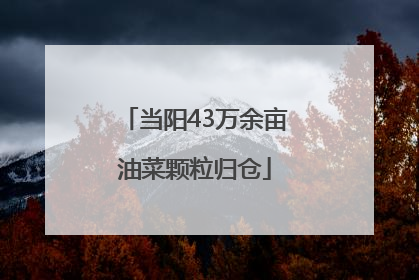 当阳43万余亩油菜颗粒归仓