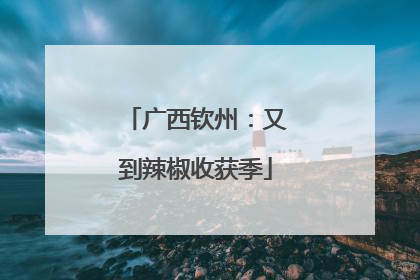 广西钦州：又到辣椒收获季