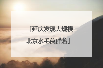 延庆发现大规模北京水毛茛群落
