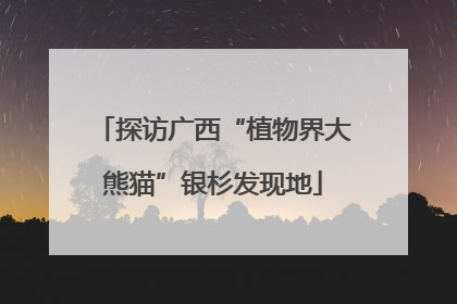 探访广西“植物界大熊猫”银杉发现地