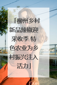 柳州乡村新品辣椒迎采收季 特色农业为乡村振兴注入活力