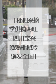 枇杷采摘季供销两旺 四川宝兴晚熟枇杷冷链发全国