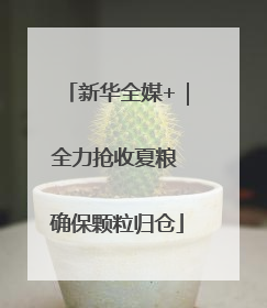 新华全媒+｜全力抢收夏粮 确保颗粒归仓