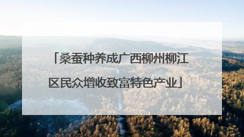 桑蚕种养成广西柳州柳江区民众增收致富特色产业