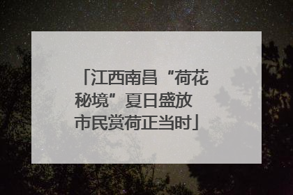 江西南昌“荷花秘境”夏日盛放 市民赏荷正当时