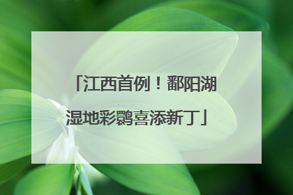 江西首例！鄱阳湖湿地彩鹮喜添新丁