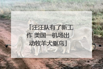 汪汪队有了新工作 美国一机场出动牧羊犬驱鸟