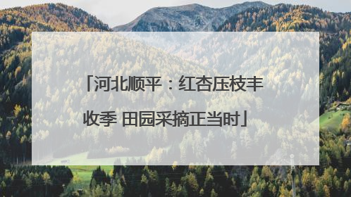 河北顺平：红杏压枝丰收季 田园采摘正当时