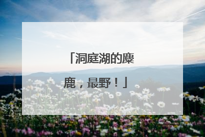 洞庭湖的麋鹿，最野！