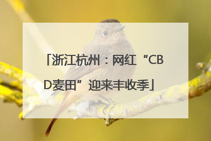 浙江杭州：网红“CBD麦田”迎来丰收季