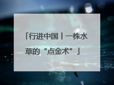 行进中国丨一株水草的“点金术”