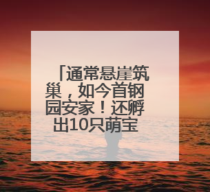 通常悬崖筑巢，如今首钢园安家！还孵出10只萌宝宝
