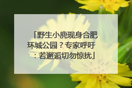 野生小麂现身合肥环城公园？专家呼吁：若邂逅切勿惊扰