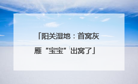 阳关湿地：首窝灰雁“宝宝”出窝了