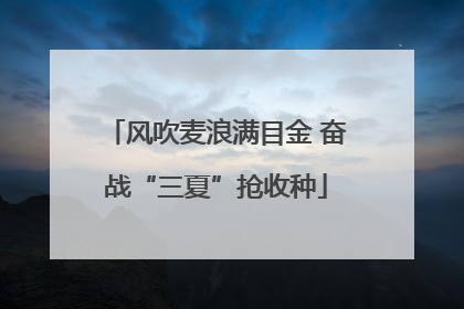 风吹麦浪满目金 奋战“三夏”抢收种