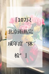 107只北京雨燕完成年度“体检”
