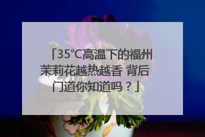 35℃高温下的福州茉莉花越热越香 背后门道你知道吗？