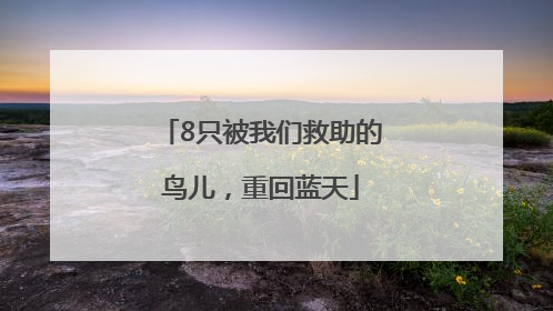 8只被我们救助的鸟儿，重回蓝天